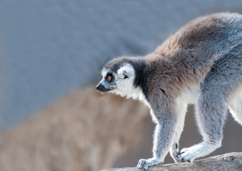 Close up of a Ring Tailed Lemur