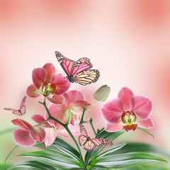 Floral background of tropical orchids and  butterfly - 61801836
