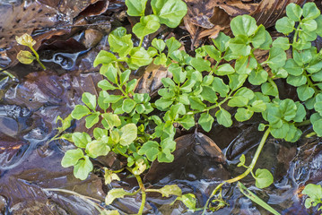 Brunnenkresse, Nasturtium officinale