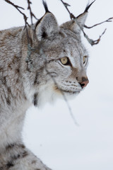 Close up of a Lynx walking in the snow