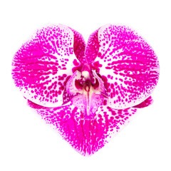 Orchid heart