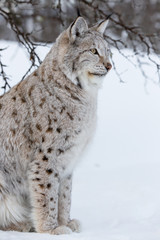 Fototapeta premium Lynx sits under a tree