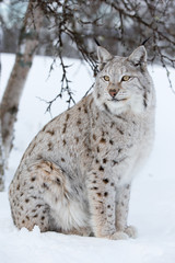 Proud lynx sitting under a tree © kjekol
