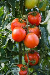 growth tomatoes