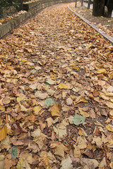 Marciapiede ricoperto di foglie cadute in autunno