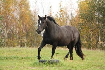 Black percheron trotting at the pasture