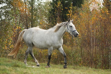 Obraz na płótnie Canvas Biały kłusem konia arabskiego w lesie