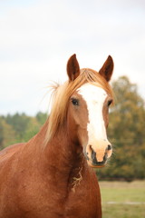 Obraz premium Palomino percheron portrait in autumn