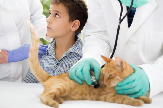 young boy in a veterinary clinic with  cat  waiting to finish th