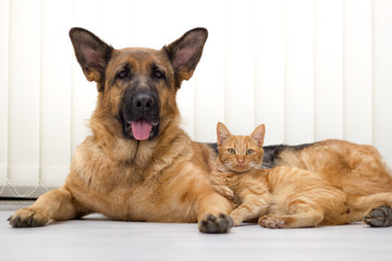 German Shepherd Dog and cat together cat and dog together lying