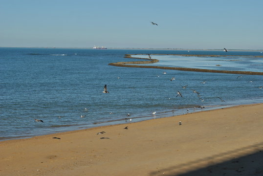 Seagulls flying in the corrales de Chipiona