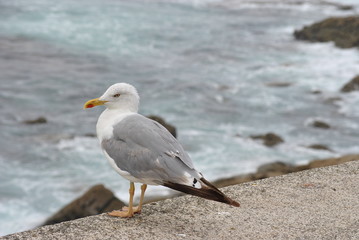 Seagull on cliff looking at the sea