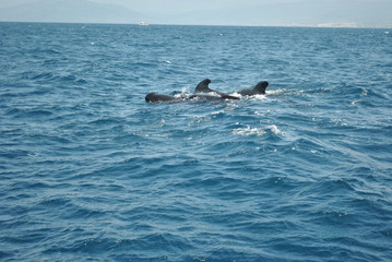Pilot whale sighting, whale watching in Tarifa, open sea and activities in nature in the marine park. Whale watching. Pilot whales in the open sea among the waves