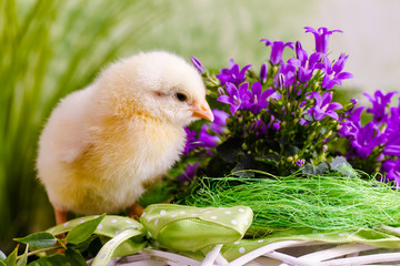Beautiful little chicken