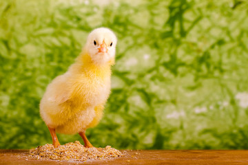 Beautiful little chicken