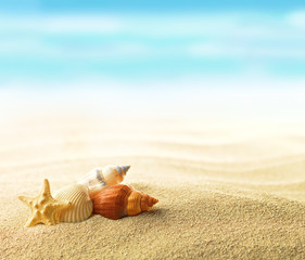 Shells and starfish on sandy beach