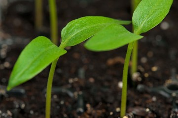 Young sprouts