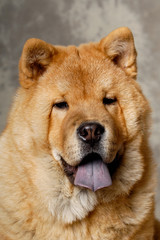 Face of Chow dog