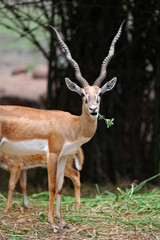 Close up shot of Indian black buck