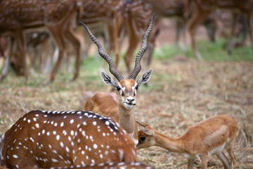 Black buck and spotted deers