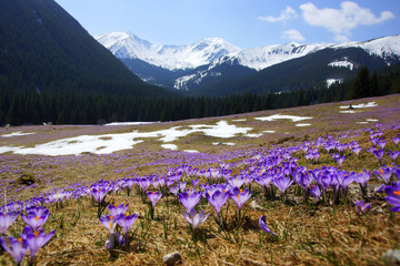 Crocuses in Chocholowska valley, Tatra Mountains, Poland