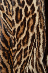 closeup of amur leopard fur