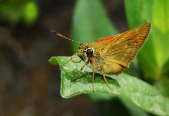 little butterfly on the leaf in the garden