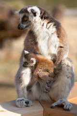Ring tailed lemur catta