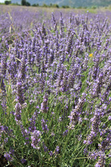Fototapeta premium Lavender fields near Sault, France