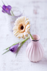 Fototapeta na wymiar Gerbera Daisy in a Vase. Crocus Flowers in Background