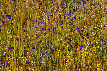 Utricularia delphinoides Thor.ex Pell.flower (LETRIBULARIACEAE)
