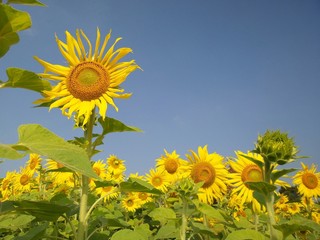 sunflowers in summer
