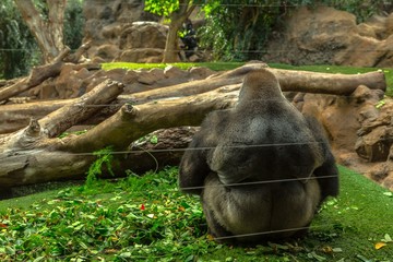 A large male gorilla sitting behind security glass
