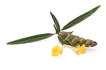 Barleria lupulina Lindl flower isolate on white background.
