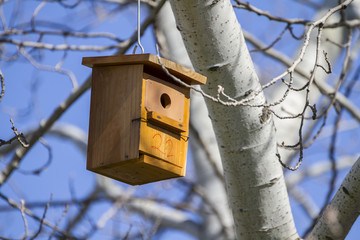 Home.Bird house on the tree  in the summer woods