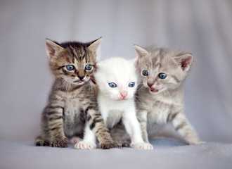Fototapeta na wymiar Grupa młodych kotów