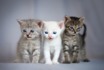 Group of small kittens