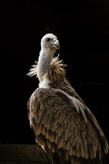 Griffon Vulture, Eurasian vulture