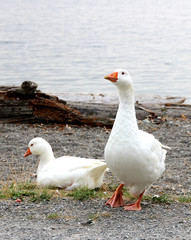 Couple of white geese