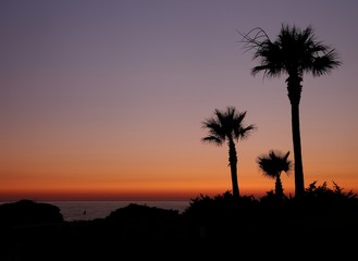 Fototapeta na wymiar Sunset with palms.