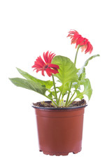 Red gerbera isolated on white