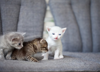 Fototapeta na wymiar Grupa młodych kotów