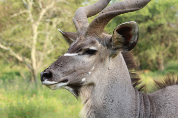 Large Male Kudu