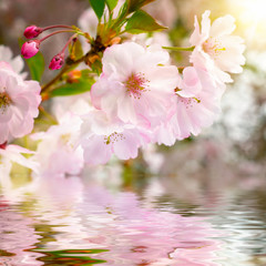 Panele Szklane  Wiśniowe kwiaty z odbiciem w wodzie