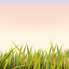 Grass_pink