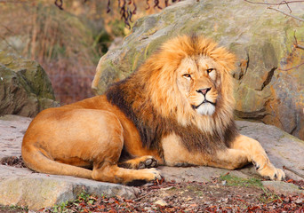 The African Lion ( Panthera leo leo ) male.