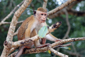 Naklejka na ściany i meble Singe Macaque du Sri Lanka