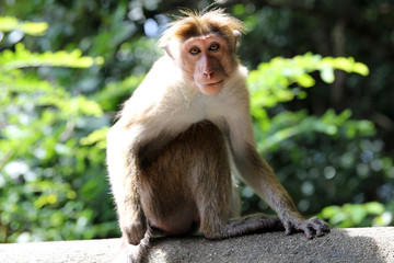 Singe Macaque du Sri Lanka