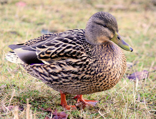 Female duck standing in grass