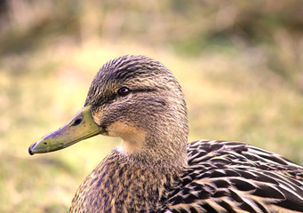 Female duck very detailed